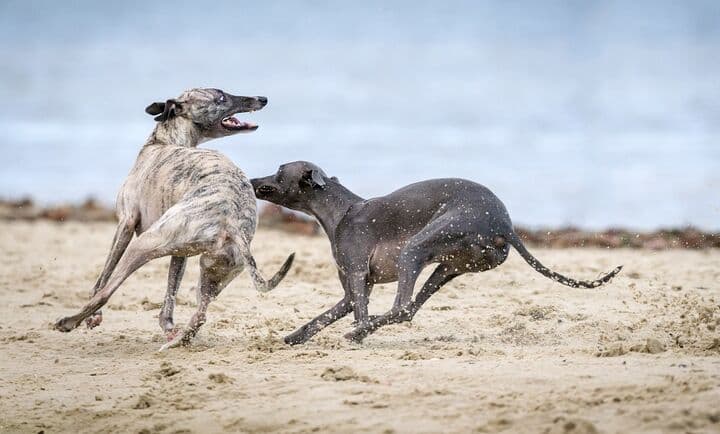 Greyhound. Månadens Vinthund. Februari